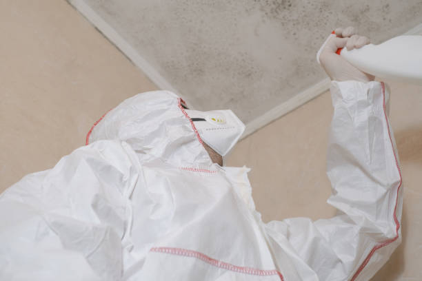 Best Certified Mold Removal  in USA